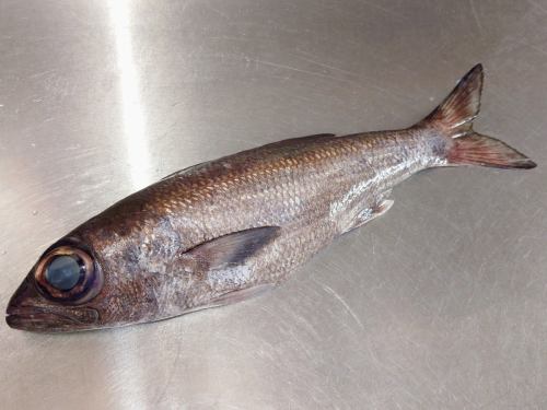 11월 8일(토), 메뉴 페이지 「오늘의 추천」・「오늘의 회」를 갱신했습니다.
부디, 봐 주세요.
여러분의 내점 기다리고 있습니다.
사계절의 맛 오카다
https://shikinoajiokada.owst.jp/blogs/3447502