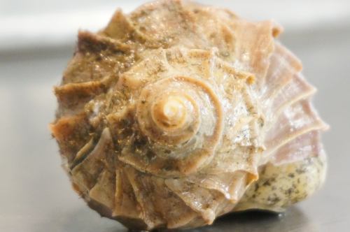 12 月 12 日星期五,菜單頁面“今日推薦”和“今日刺身”進行了更新。
請看一下。
我們期待您的光臨。
季節的味道 岡田
https://shikinoajiokada.owst.jp/blogs/3449150