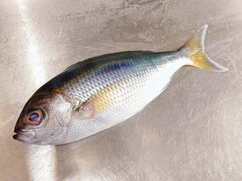 １２月２０日（土）、メニューページ「本日のおすすめ」・「本日の刺身」を更新しました。
是非、ご覧ください。
皆様のご来店お待ちしております。
四季の味　岡田
https://shikinoajiokada.owst.jp/blogs/3449476