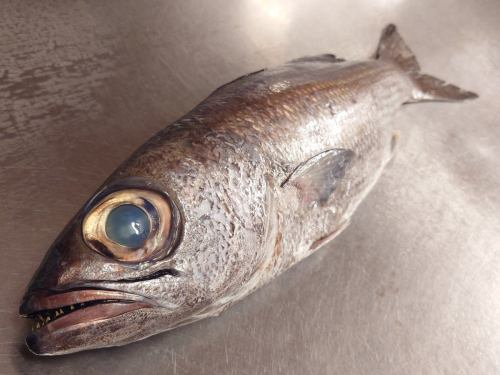 １２月１９日（金）、メニューページ「本日のおすすめ」・「本日の刺身」を更新しました。
是非、ご覧ください。
四季の味　岡田
https://shikinoajiokada.owst.jp/blogs/3449437