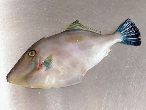 On Friday, December 26th, the menu pages "Today's Recommendations" and "Today's Sashimi" were updated.
Please take a look.
Taste of the Seasons Okada
https://shikinoajiokada.owst.jp/blogs/3449728