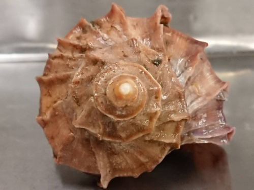 On Sunday, December 21st, the menu pages "Today's Recommendations" and "Today's Sashimi" were updated.
Please take a look.
I'm looking forward to seeing you again here.
Taste of the Seasons Okada
https://shikinoajiokada.owst.jp/foods