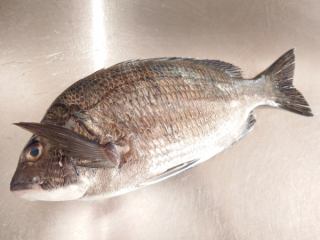 1月11日(日)の更新情報