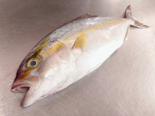 On Thursday, January 15th, the menu pages "Today's Recommendations" and "Today's Sashimi" were updated.
Please take a look.
I'm looking forward to seeing you again here.
Taste of the Seasons Okada
https://shikinoajiokada.owst.jp/blogs/3450510