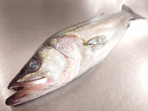 On Wednesday, January 14th, the menu pages "Today's Recommendations" and "Today's Sashimi" were updated.
Please take a look.
I'm looking forward to seeing you again here.
Taste of the Seasons Okada
https://shikinoajiokada.owst.jp/blogs/3450464