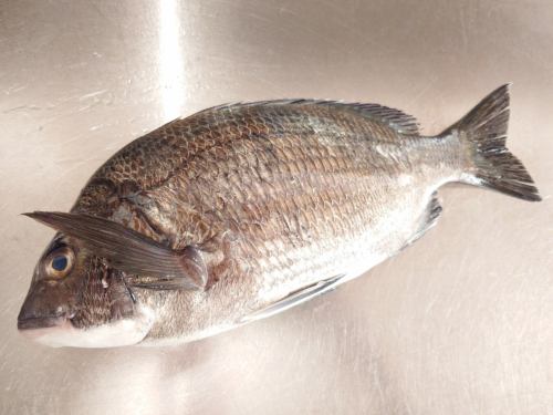 On Sunday, January 11th, the menu pages "Today's Recommendations" and "Today's Sashimi" were updated.
Please take a look.
I'm looking forward to seeing you again here.
Taste of the Seasons Okada
https://shikinoajiokada.owst.jp/blogs/3450371