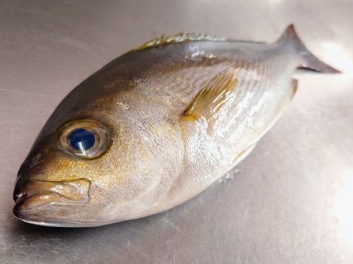 1 月 16 日星期五，菜单页面“今日推荐”和“今日生鱼片”进行了更新。
请看一下。
我们期待您的光临。
季节的味道 冈田
https://shikinoajiokada.owst.jp/blogs/3450569