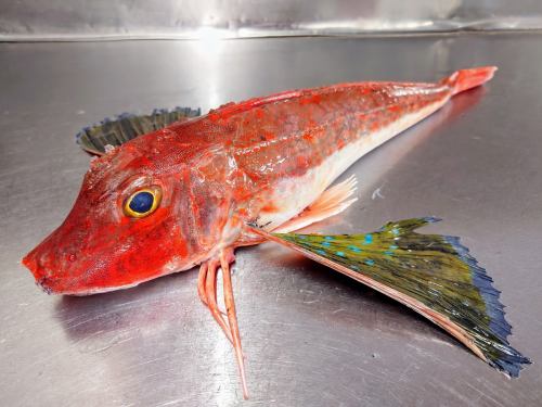 １月１９日（月）、メニューページ「本日のおすすめ」・「本日の刺身」を更新しました。
是非、ご覧ください。
皆様のご来店お待ちしております。
四季の味　岡田
https://shikinoajiokada.owst.jp/blogs/3450701