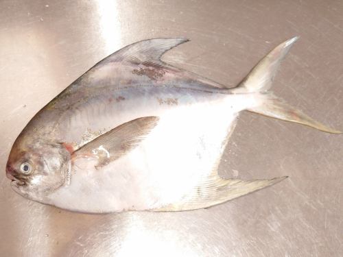 On Wednesday, February 4th, the menu pages "Today's Recommendations" and "Today's Sashimi" were updated.
Please take a look.
I'm looking forward to seeing you again here.
Taste of the Seasons Okada
https://shikinoajiokada.owst.jp/blogs/3451418