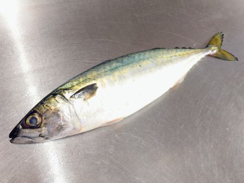 On Sunday, February 1st, the menu pages "Today's Recommendations" and "Today's Sashimi" were updated.
Please take a look.
I'm looking forward to seeing you again here.
Taste of the Seasons Okada
https://shikinoajiokada.owst.jp/blogs/3451269