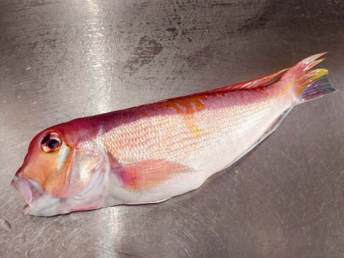 On Saturday, January 31st, the menu pages "Today's Recommendations" and "Today's Sashimi" were updated.
Please take a look.
I'm looking forward to seeing you again here.
Taste of the Seasons Okada
https://shikinoajiokada.owst.jp/blogs/3451224