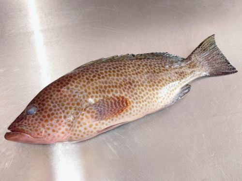 2월 2일(월), 메뉴 페이지 「오늘의 추천」・「오늘의 회」를 갱신했습니다.
부디, 봐 주세요.
여러분의 내점 기다리고 있습니다.
사계절의 맛 오카다
https://shikinoajiokada.owst.jp/blogs/3451331