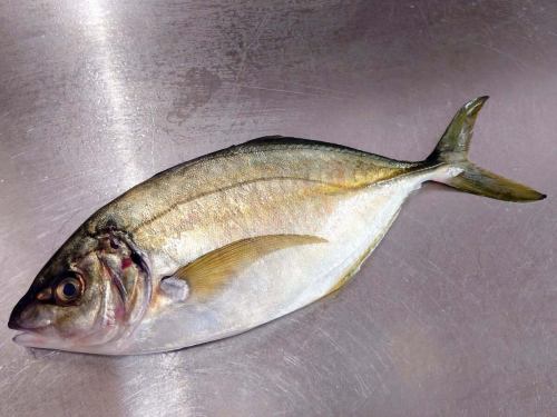 ２月１３日（金）、メニューページ「本日のおすすめ」・「本日の刺身」を更新しました。
是非、ご覧ください。
皆様のご来店お待ちしております。
四季の味　岡田
https://shikinoajiokada.owst.jp/blogs/3451813