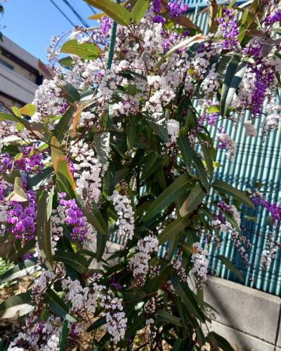 3월 11일(수)는 휴업일입니다.
내일 이후의 여러분의 내점 기다리고 있습니다.
사계절의 맛 오카다
https://shikinoajiokada.owst.jp/calendar