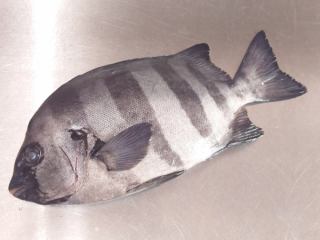 ３月２１日（土）の更新情報