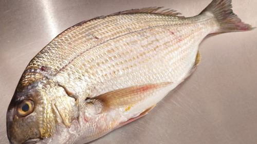 ３月２２日（日）、メニューページ「本日のおすすめ」・「本日の刺身」を更新しました。
是非、ご覧ください。
皆様のご来店お待ちしております。
四季の味　岡田
https://shikinoajiokada.owst.jp/blogs/3454068