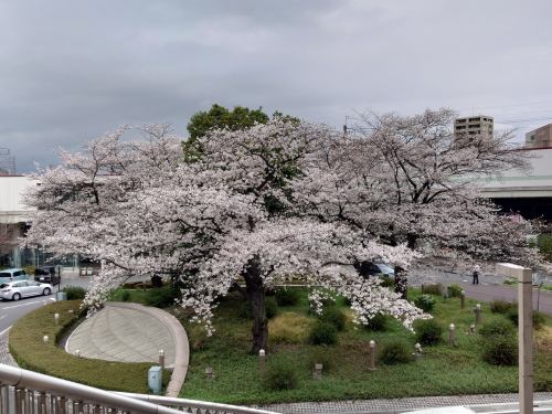 4月2日星期四我們將暫停營業。
我們期待著在明天之後見到你們所有人。
季節的味道 岡田
https://shikinoajiokada.owst.jp/calendar