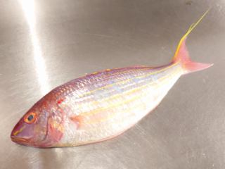 ４月１１日（土）の更新情報