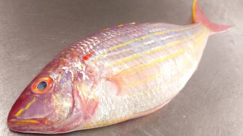 ４月１１日（土）、メニューページ「本日のおすすめ」・「本日の刺身」を更新しました。
是非、ご覧ください。
四季の味　岡田
https://shikinoajiokada.owst.jp/blogs/3454792