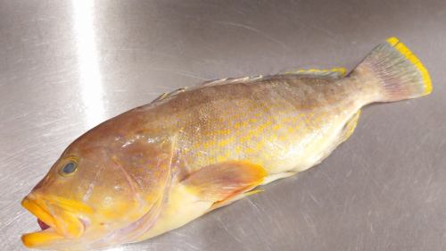 ４月１０日（金）、メニューページ「本日のおすすめ」・「本日の刺身」を更新しました。
是非、ご覧ください。
皆様のご来店お待ちしております。
四季の味　岡田
https://shikinoajiokada.owst.jp/blogs/3454759