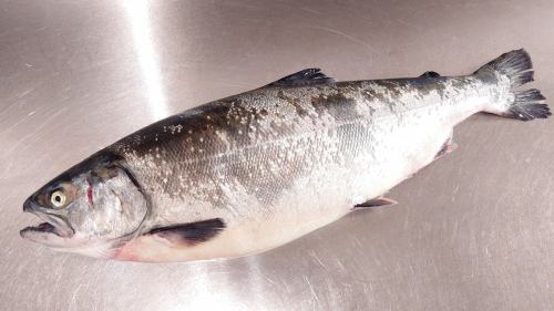 ４月３日（金）、メニューページ「本日のおすすめ」・「本日の刺身」を更新しました。
是非、ご覧ください。
皆様のご来店お待ちしております。
四季の味　岡田
https://shikinoajiokada.owst.jp/blogs/3454513