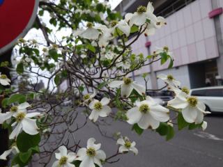 ５月１日（金）・２日（土）は連休いたします。