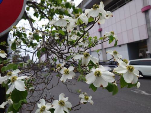We will be closed on May 1st (Friday) and 2nd (Saturday).
We look forward to your visit from Sunday, the 3rd onwards.
Taste of the Seasons Okada
https://shikinoajiokada.owst.jp/calendar