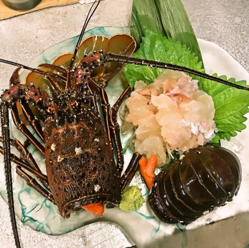 Live sashimi of spiny lobster