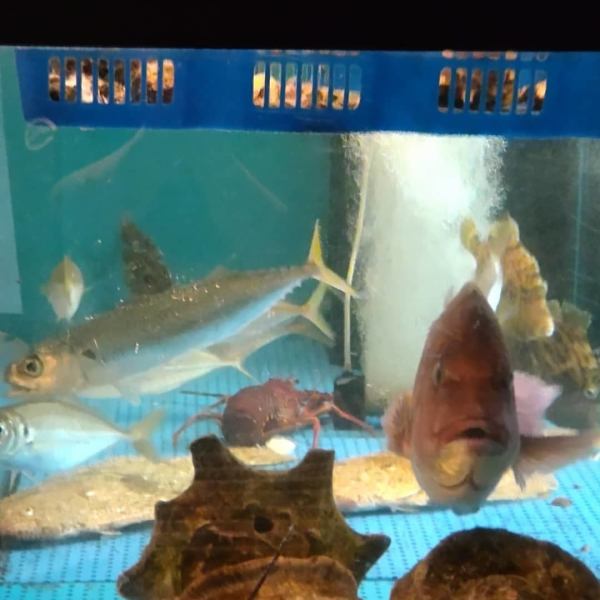 活きた魚をお好みに応じて調理してくれる。珍しい魚に出会えるかも。