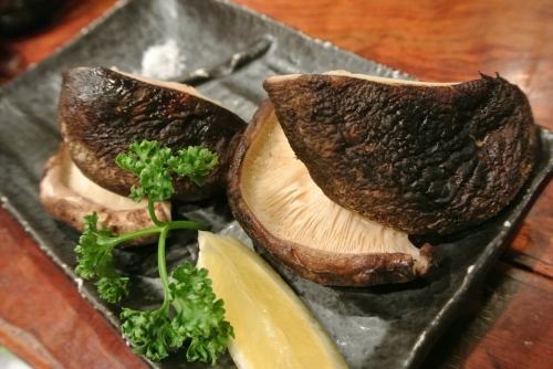 도쿠시마 현산 두께 표고 버섯 (2 개)