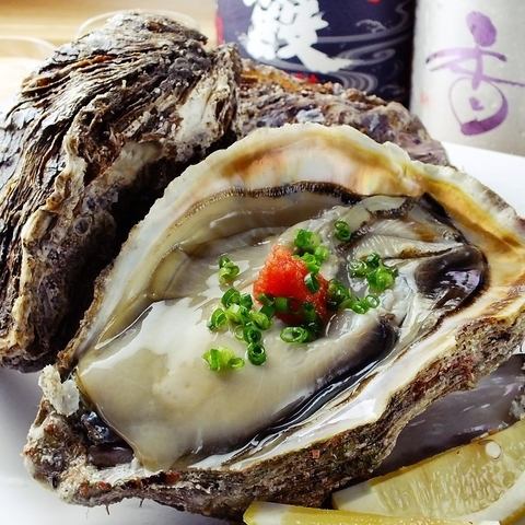 请享受美味的[岩尾牡蛎]，因为它是现在。