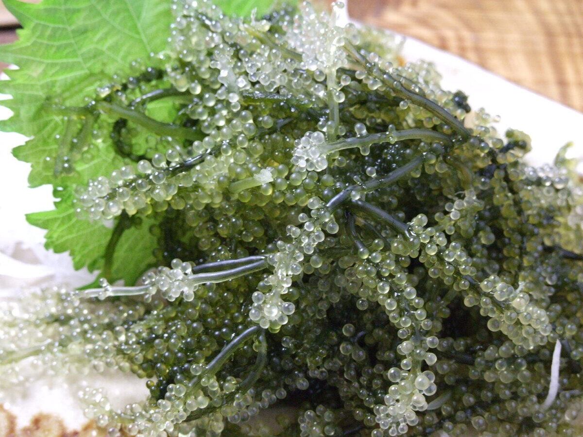 All-you-can-eat sea grapes event held Monday through Thursday! 1 group (4 people) 90 minutes all-you-can-eat for 1,000 yen!!