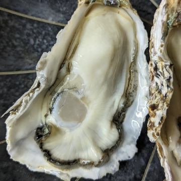 牡蠣は春からが本番なのです