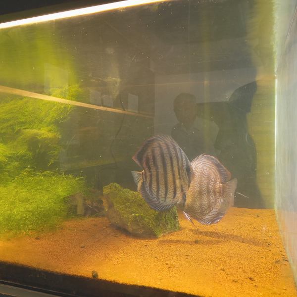 【珍しい体験！アジアロアナの魅力】店内の水槽には、アジアロアナのペアが優雅に泳いでいます。ペアで見ることができるのは非常に貴重で、訪れる価値があるスポットです。美しい色合いと流れるような動きは観る人に深い印象を残します。魚たちの魅力に心を奪われながら、特別なひとときを楽しんでみてはいかがでしょうか。