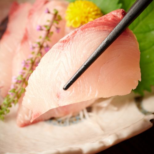 greater amberjack