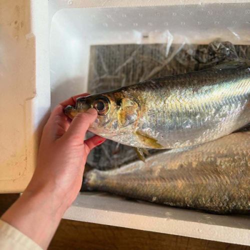 6/5
Today we have some rare fish from the Seto Inland Sea in stock.

In May, I studied fish at a fish shop in Okayama.
This is the fish that I was taught about at that time.
I tried a total of 11 kinds of fish cooked in various ways, but this was the one that left the biggest impression on me.
Hira is a fish that is popular in Okayama.
However, it has a lot of bones and is difficult to cook.
I grew up in a fish-eating household and had never seen or heard of it.In the first place, it is not distributed in Takamatsu.

Even though they share the Seto Inland Sea, Okayama and Kagawa have different food cultures.
Now, I'm wondering what to do.

Oh, we also have everyone's favorite sweetfish confit.
We look forward to seeing you today.