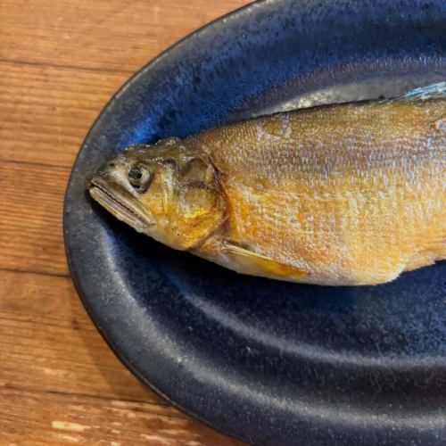 6/5
Today we have some rare fish from the Seto Inland Sea in stock.

In May, I studied fish at a fish shop in Okayama.
This is the fish that I was taught about at that time.
I tried a total of 11 kinds of fish cooked in various ways, but this was the one that left the biggest impression on me.
Hira is a fish that is popular in Okayama.
However, it has a lot of bones and is difficult to cook.
I grew up in a fish-eating household and had never seen or heard of it.In the first place, it is not distributed in Takamatsu.

Even though they share the Seto Inland Sea, Okayama and Kagawa have different food cultures.
Now, I'm wondering what to do.

Oh, we also have everyone's favorite sweetfish confit.
We look forward to seeing you today.