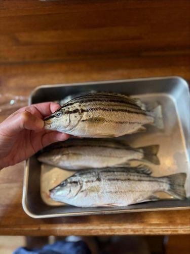 雖然我在瀨戶內海長大，但這種魚我卻很少吃。
當地魚，島崎

它尚未廣泛普及。
無論是外觀還是存在感，它都是一種相當普通的魚，但是
這是一種味道鮮美、味道濃鬱的魚。

我想我喜歡這種東西。

質地也很好而且堅固。
只需用鹽輕輕調味
烤皮佐柑橘橄欖油🐟

今天我們還有空位。