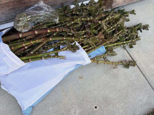 猪鹿パテ

ミヤモトでは定番のパテドカンパーニュ
通常は豚肉を使っています。
ここのパテが1番好きだよと
何度か愛の告白もいただきました😂

数ヶ月前から五名（東かがわ）の猪と鹿を使って何度か焼いてます。
独特の香りと歯応えがあり旨みがとても強いです。
味付けはシンプルに塩胡椒だけ
店主の好みですが
余計なハーブやスパイス、添加物は使っていません。

豚のパテも美味しかったけど
しばらく豚には戻れないかも
と感じている今日この頃です。

@furusatonoie 
春に山菜で大変お世話になった五名（東かがわ）の皆さん。

同世代の飯村夫妻の頑張っている姿、そしてとても朗らかな人柄にいつも励まされます。