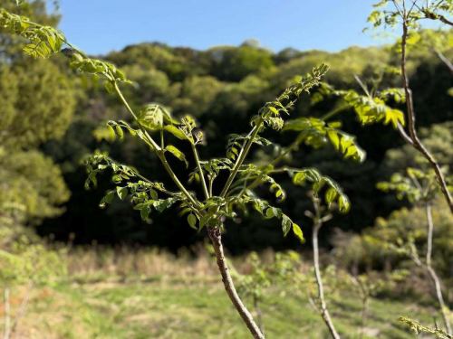 이노카 퍼티
미야모토에서는 스테디셀러 퍼티드 캄파뉴
보통 돼지고기를 사용합니다.
여기 퍼티가 가장 좋아요.
여러 번 사랑의 고백도 받았습니다 😂
몇 개월 전부터 다섯 명 (히가시 카가와)의 멧돼지와 사슴을 사용하여 몇 번 굽고 있습니다.
독특한 향기와 이빨이 맛이 매우 강합니다.
양념은 간단하게 소금 후추만
가게 주인의 취향이지만
불필요한 허브나 향신료, 첨가물은 사용하지 않습니다.
돼지 퍼티도 맛있었습니다.
잠시 돼지로 돌아갈 수 없을지도
라고 느끼고 있는 오늘 요즘입니다.
@furusatonoie
봄에 산채로 몹시 신세를 졌던 5명(히가시카가와)의 여러분.
같은 세대의 이무라 부부의 열심히 하고 있는 모습, 그리고 매우 소중한 인품에 언제나 격려됩니다.