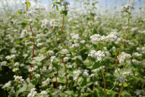술주와 자연 와인, 메밀로 하루 하루
새 메밀의 계절입니다.
갑작스러운 고지가 되었습니다만, 10/26(일)은 오노미치의 메밀 가게, 미소공(에소라)씨를 초대해, 저희 가게에서 메밀전과 소바를 만들어 드립니다!
@osoba.esora
모처럼이므로 소바 츠유와 소바의 일종은
미야모토 반찬점과의 콜라보레이션 사양에.
가게 주인은 이 날, 번번으로 여러분을 맞이합니다.
기분 좋은 가을 하늘 아래,
술주와 내츄럴 와인을 한 손에 가볍게 한 잔.
수타 소바로 〆하는 시간을 꼭.🍶
●일시
2025년 10월 26일(일)
제일부 13:00~16:30
제2부 17:30~21:00
※각 회 정원 14명(점내 6석/테라스 8석)
※예약 시간을 30분씩 늦추고, 4명씩 안내합니다.
※저희 가게는 혼자 마시는 분도 많기 때문에, 테라스는 상석을 부탁하는 경우가 있습니다.
※테라스는 지붕이 붙어 있습니다만, 폭우나 폭풍 등 악천후의 경우는 점내에서 서 마시게 됩니다.
● 내용
혼자 4,200엔(부가세 포함)
아테 모듬 4종+소바 일종+《연주 1합 또는 내추럴 와인 1잔 첨부》
※추가 일품・음료도 준비되어 있습니다.
※이번은, 술주·내츄럴 와인과 함께
웃는 하늘 씨의 메밀 앞과 메밀을 즐길 수 있는 손님 한정의 모임입니다.
● 소바
· 오리와 매운 무 (콜라보 메밀)
・나가 고비 국수와 成清海苔
●아테 모듬 4종
예 : 멧돼지와 로스팅 모토 고추 고기 된장, 호박 레버 페이스트, 쿠미 게 유바와 산두각, 밥 스시
※매입 상황등에서 변경의 경우가 있습니다.
● 일품
예 : 자가 제사 낫토 버터와 빵, 찐 닭 발효 고추, 멧돼지 햄 케피아와 로젤 소스 등 등‥
●예약
미야모토 반찬점
저희 가게의 공식 LINE에서 받습니다.
링크는 인스타그램의 프로필 화면에 붙여져 있습니다.
이름, 연락처, 웃는 하늘 씨 콜라보 영업 예약, 【제일부 or 제2부 or 어느 쪽이든】중에서 희망을 기재하신 후 메시지 부탁드립니다.
※스타트 시간과 점내 or 테라스는 선착순으로 안내하겠습니다.예약 후, 저희 가게로부터의 회신을 가지고 확정으로 하겠습니다.
※정원에 이르는 대로 마감하겠습니다.