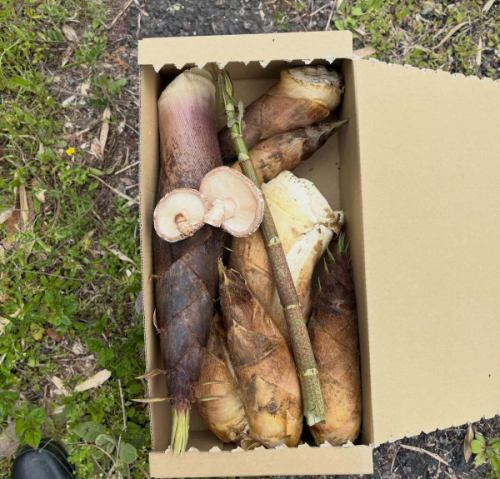 今週末はヒサモト酒祭り🍶
@hisamotosaketen 

当店も屋外ブースにて、
酒の肴いろいろと燗酒を提供させていただきます。
嬉しいことに山菜の美味しい期間に突入中で
筍、イタドリ、フキにわらび…などなど、山菜おかずと、定番のおつまみを詰め合わせた酒肴弁当miniも販売予定。お持ち帰り分もご用意致します🍱

蔵元に会って話を聞きながら試飲ができる貴重なチャンス…

ミヤモト惣菜店も日頃お世話になっている蔵元ばかりで、気合いが入っております。
皆様、日曜日は友達100人と親戚一同お誘う合わせの上、久本酒店まで。

とき・2026年4月19日（日）11時～16時
ところ・久本酒店 香川県高松市上天神町768-2
★試飲＆即売会
★参加蔵元による試飲約25種！
★人気飲食店との特設角打コーナー有
★参加費 ¥500・キャッシュオンリー・各種1回試飲
★店内・日本酒有料試飲ブース
●諏訪酒造【鳥取県・銘柄：諏訪泉】
@suwakura
●太田酒造場 【鳥取県・銘柄：辦天娘】
@bentenmusume.sake 
●辻本店【岡山県・銘柄：御前酒】
@gozenshu
●三冠酒造【岡山県・銘柄：三冠】
@sankanshuzo
●成龍酒造【愛媛県・銘柄：賀儀屋】
@seiryo1877 
★屋外・Foodブース
●ミヤモト惣菜店
@miyamoto.souzaiten
・酒肴プレート日本酒
●SABIサビ @sabi_greentea
•日本茶
●Krunクルフ
@kruh_takamatsu
雨天決行！！
＃ヒサモト酒まつり ＃酒屋＃香川県 ＃日本酒 ＃試飲会