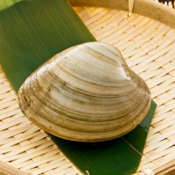 1 piece of live white clam (bombinos shellfish) on a skewer / 1 piece of live scallop on a skewer