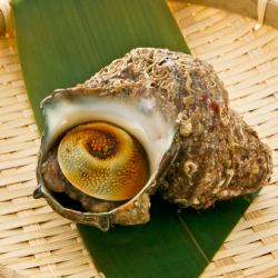 1 live turban shell in a pot / 1 live surf clam shell