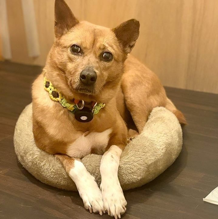 こだわりのお食事やドリンクを通じて保護犬と手話に触れ合うことができるカフェバー◎
