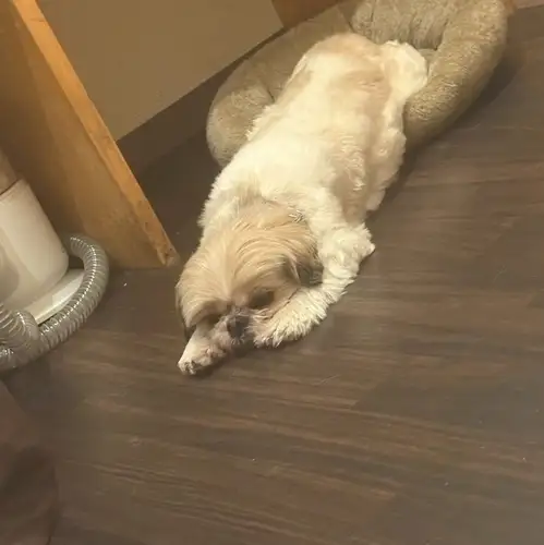 楽しみながら保護犬支援♪
