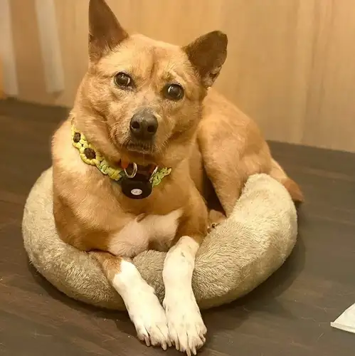 人と人、犬をつなぐ場所