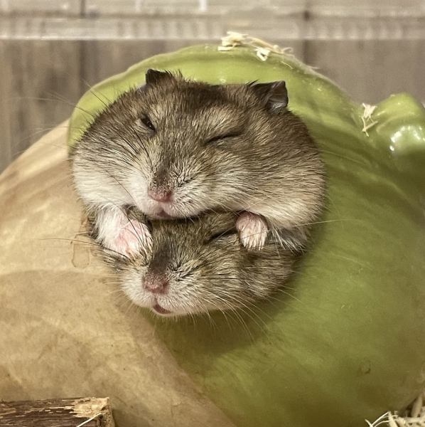 【2F ふれあい広場】フクロウさんやフェネックさんフクロモモンガさんやハリネズミさんにおやつをあげる体験ができます♪ ご来店の記念にお写真撮影もできますので、いつもと違ったデートにもオススメ◎お子様連れ・ご家族でのご来店も大歓迎です！ぜひリラックスしながらたくさんの動物さんに癒されてください♪