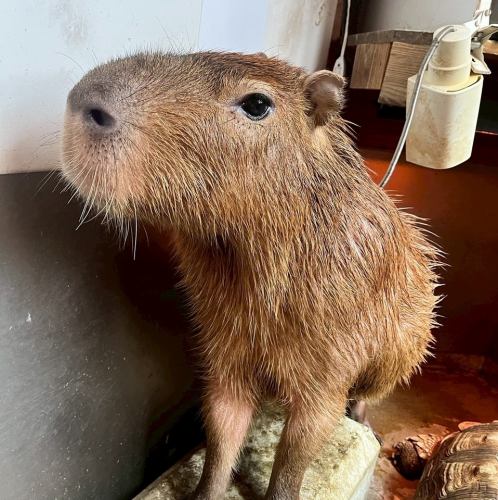 您可以体验给动物喂食的乐趣。