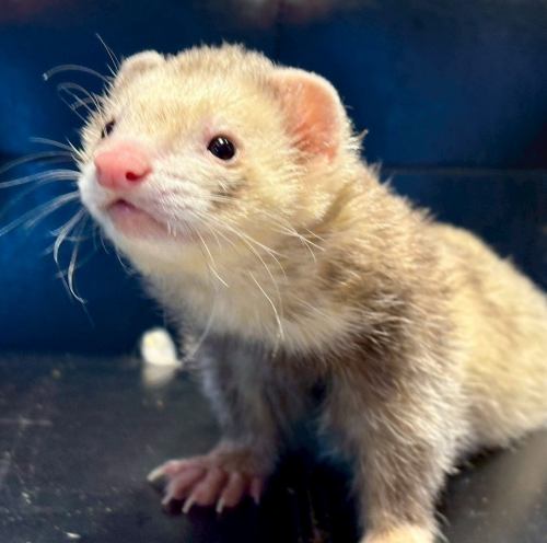 可爱又软萌♪ 马绍尔雪貂